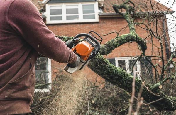 Rely on Wiese Tree Service LLC Tree Service for Quality Work