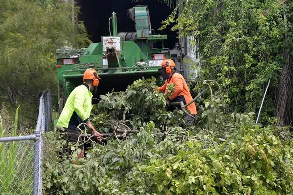 Best Tree Removal Service Mobile for Homes and Businesses