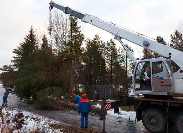 When Should You Hire a Professional Tree Service?